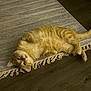 cat, orange_tabby, lying_down, rug, fringe, floor, relaxed, pet, domestic_cat, fur, whiskers, indoor, cute, sleepy, animal, mammal, playful, home, cozy, paws