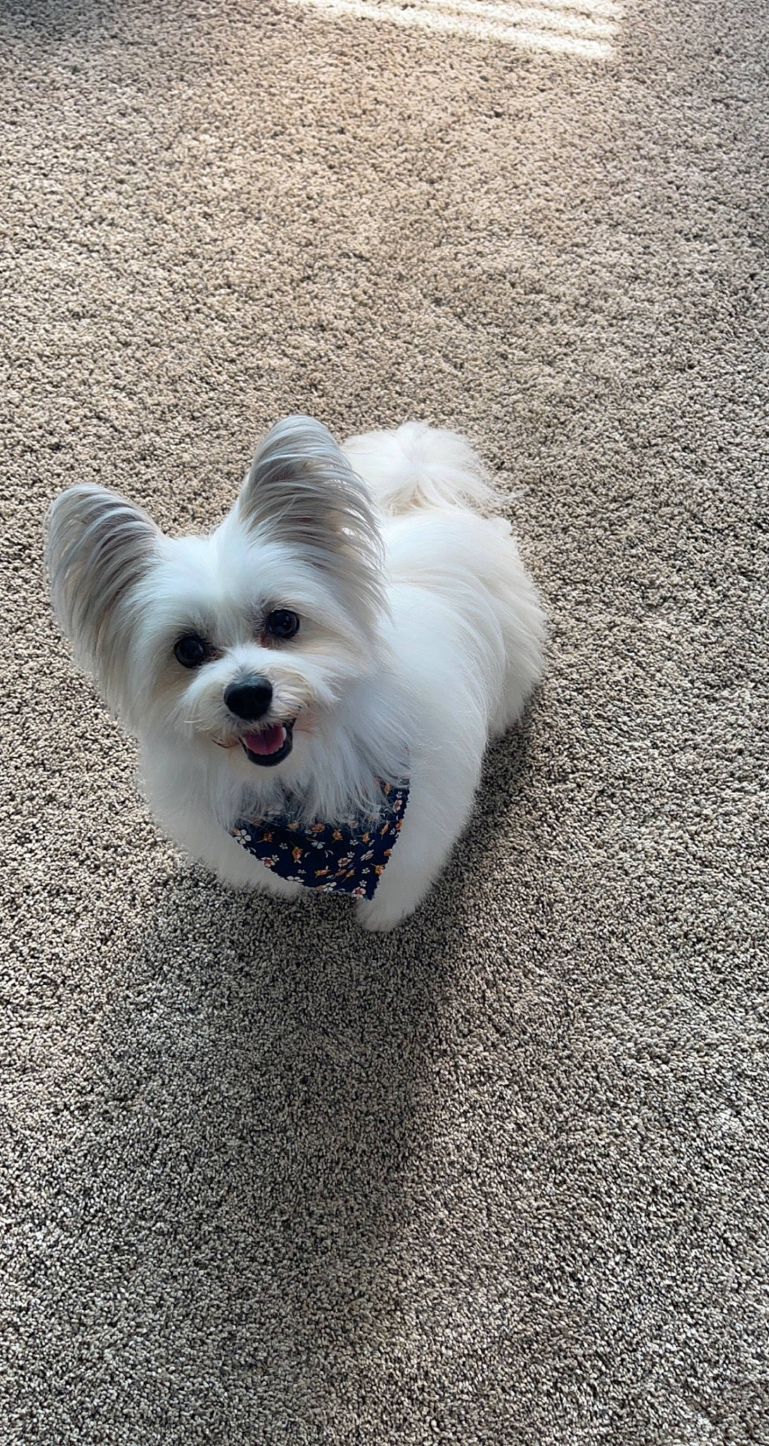 Luna joined the competition — help win amazing prizes! asphalt, canidae, carnivore, companion_dog, dog, dog_breed, dog_supply, fur, mal_shi, non_sporting_group, road_surface, small_terrier, sporting_group, terrier, toy_dog