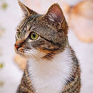 Zozo a rejoint le concours — aidez-le/la à gagner de superbes lots ! cat, tabby_cat, green_eyes, close_up, portrait, whiskers, fur, animal, pet, domestic_cat, looking_away, soft_light, blurred_background, brown, white, cute, feline, indoor, calm, focused