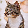 cat, tabby_cat, green_eyes, close_up, portrait, whiskers, fur, animal, pet, domestic_cat, looking_away, soft_light, blurred_background, brown, white, cute, feline, indoor, calm, focused