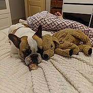 Poupoule participe au concours pour gagner de l'argent avec cette photo : dog, bulldog, stuffed_toy, bedroom, blanket, bed, foot, duvet, patterned, furniture, door, cozy, resting, animal, indoor, sleeping, soft_toy, relaxed, pet, comfort