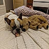 dog, bulldog, stuffed_toy, bedroom, blanket, bed, foot, duvet, patterned, furniture, door, cozy, resting, animal, indoor, sleeping, soft_toy, relaxed, pet, comfort