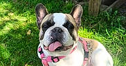 Poupoule participe au concours pour gagner de l'argent avec cette photo : dog, french_bulldog, grass, harness, leash, outdoor, sunlight, tongue_out, pet, canine, animal, playful, wooden_structure, blue_bowl, greenery, daylight, sitting, happy, nature, closeup