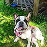 dog, french_bulldog, grass, harness, leash, outdoor, sunlight, tongue_out, pet, canine, animal, playful, wooden_structure, blue_bowl, greenery, daylight, sitting, happy, nature, closeup