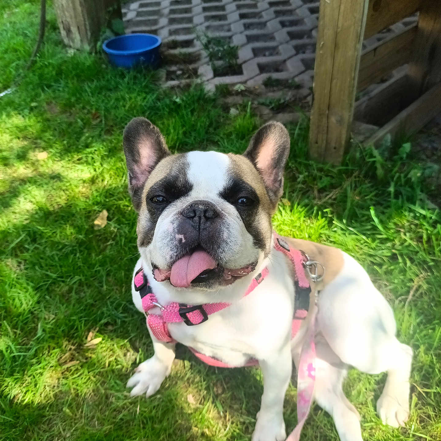 Poupoule participe au concours pour gagner de l'argent avec cette photo : dog, french_bulldog, grass, harness, leash, outdoor, sunlight, tongue_out, pet, canine, animal, playful, wooden_structure, blue_bowl, greenery, daylight, sitting, happy, nature, closeup