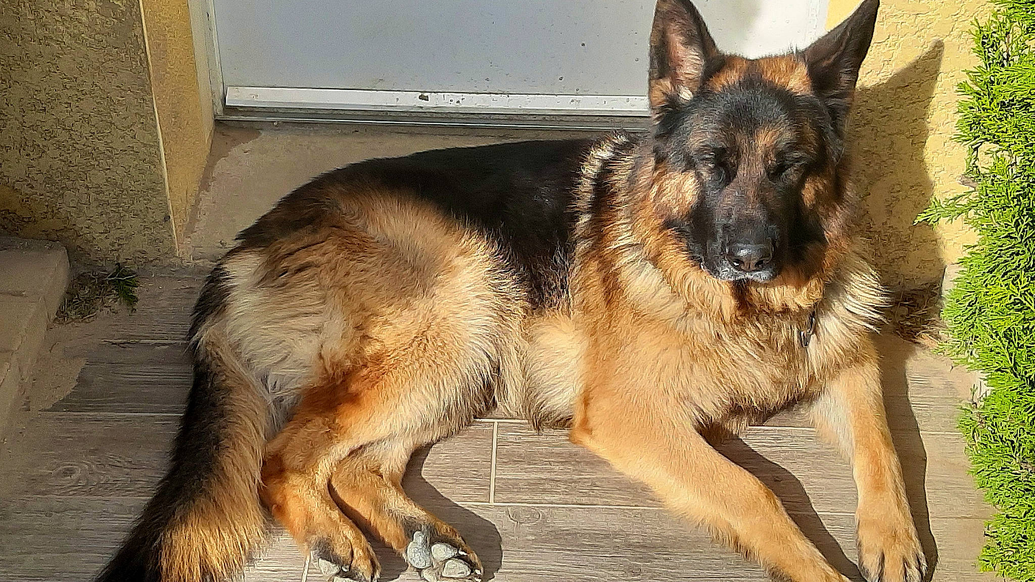 Oreo participe au concours pour gagner de l'argent avec cette photo : canidae, carnivore, dog, dog_breed, east_european_shepherd, fur, german_shepherd_dog, guard_dog, herding_dog, king_shepherd, old_german_shepherd_dog, snout, sporting_group, terrestrial_animal, working_dog