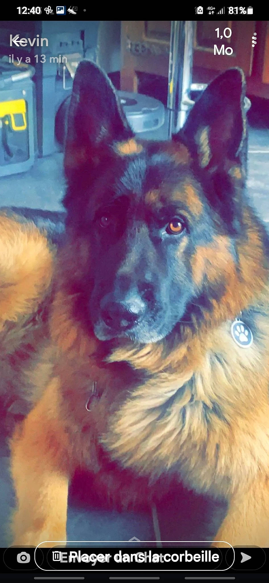 Oreo a rejoint le concours — aidez-le/la à gagner de superbes lots ! ancient_dog_breeds, bohemian_shepherd, carnivore, companion_dog, dog, dog_breed, east_european_shepherd, electric_blue, fur, german_shepherd_dog, giant_dog_breed, guard_dog, herding_dog, king_shepherd, old_german_shepherd_dog, snout, sporting_group, working_animal, working_dog