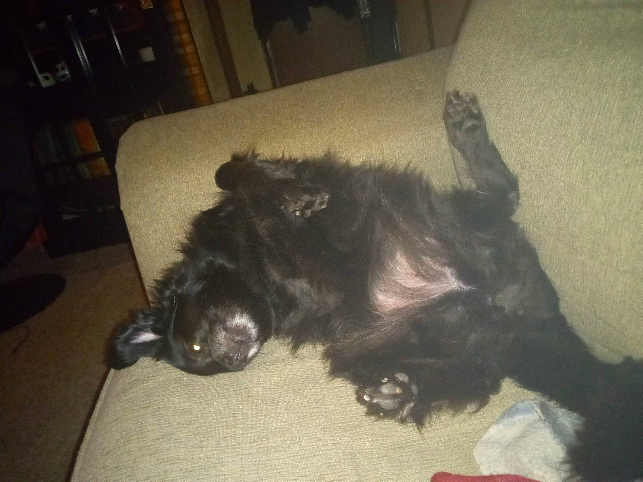 Haru joined the competition — help win amazing prizes! bookcase, canidae, carnivore, comfort, companion_dog, dog, dog_breed, felidae, flooring, fur, hardwood, liver, paw, shelf, small_to_medium_sized_cats, snout, sporting_group, tail, whiskers, working_animal