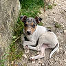 animal, close_up, curious, cute, dirt, dog, ears, fur, grass, ground, laying_down, legs, nature, outdoor, pet, puppy, small, stone_wall, tail, young