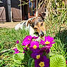 dog, grass, flowers, purple_flowers, greenery, outdoor, sunlight, nature, pet, canine, garden, wooden_door, plants, spring, animal, daylight, closeup, leaves, snout, curious