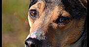 Omalet a rejoint le concours — aidez-le/la à gagner de superbes lots ! animal, background_blur, brown_eyes, canine, close_up, companion, curious, daylight, dog, ears, fur, head, muzzle, nature, outdoor, pet, portrait, snout, watchful, whiskers