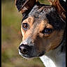 dog, close_up, outdoor, animal, pet, fur, ears, brown_eyes, snout, whiskers, nature, daylight, portrait, canine, curious, head, muzzle, background_blur, watchful, companion