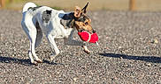 Omalet participe au concours pour gagner de l'argent avec cette photo : dog, small_dog, toy, red_toy, outdoor, gravel, playful, animal, pet, active, sunlight, ears_up, tail_curled, walking, daytime, nature, cute, energetic, mammal, canine