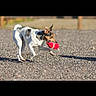 dog, small_dog, toy, red_toy, outdoor, gravel, playful, animal, pet, active, sunlight, ears_up, tail_curled, walking, daytime, nature, cute, energetic, mammal, canine