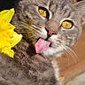 Aluno participe au concours pour gagner de l'argent avec cette photo : cat, tabby_cat, yellow_eyes, tongue_out, flower, daffodil, close_up, pet, animal, feline, whiskers, fur, playful, nature, spring, yellow, curious, cute, outdoor, portrait