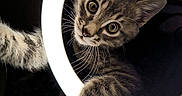 Aluno a rejoint le concours — aidez-le/la à gagner de superbes lots ! animal, cat, close_up, curious, cute, dark_background, feline, indoor, kitten, lighting, paw, pet, playful, portrait, ring_light, soft_fur, tabby, whiskers, wide_eyes, young