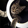 Aluno a rejoint le concours — aidez-le/la à gagner de superbes lots ! cat, kitten, tabby, paw, whiskers, ring_light, curious, close_up, portrait, indoor, playful, animal, pet, feline, wide_eyes, lighting, dark_background, soft_fur, cute, young