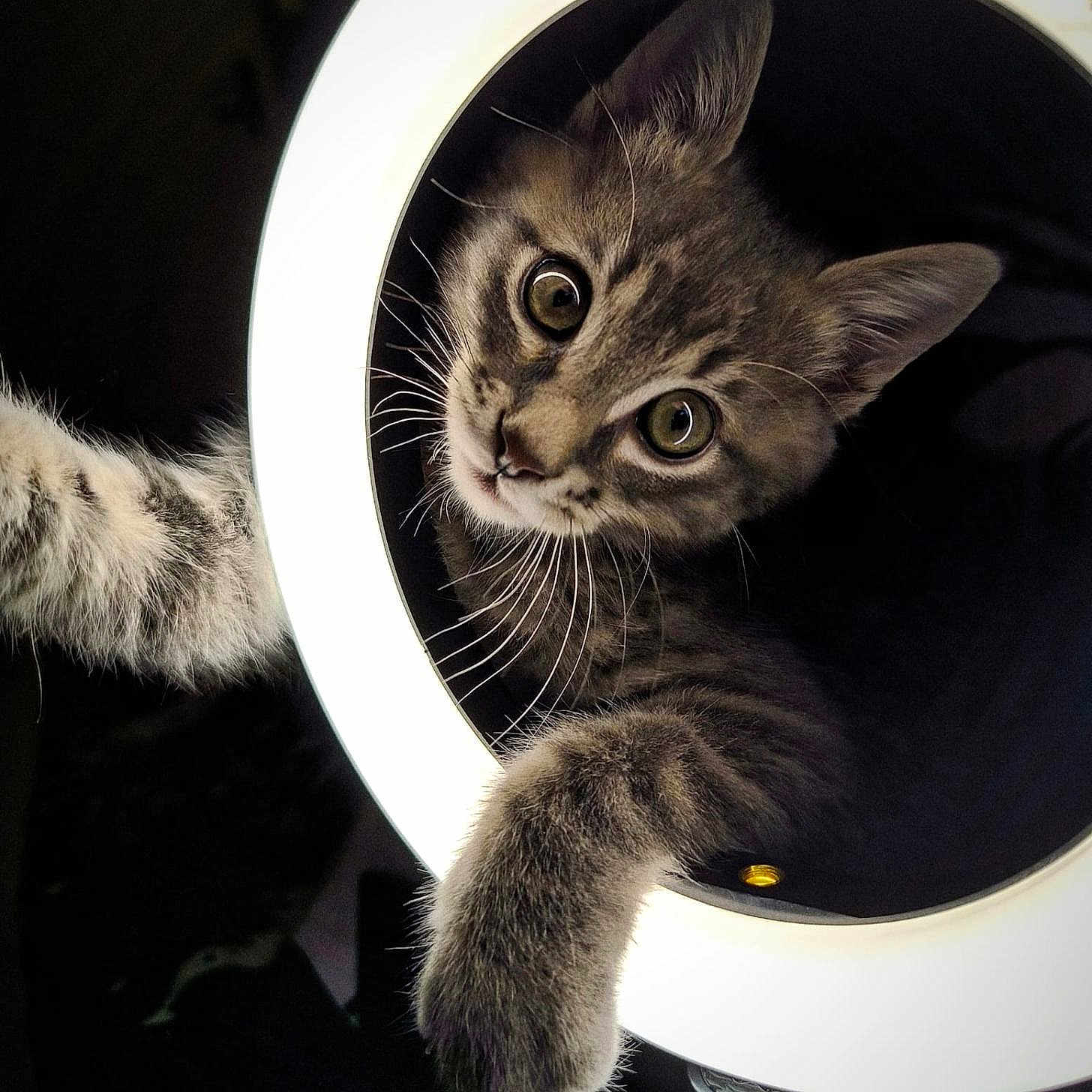 Aluno a rejoint le concours — aidez-le/la à gagner de superbes lots ! cat, kitten, tabby, paw, whiskers, ring_light, curious, close_up, portrait, indoor, playful, animal, pet, feline, wide_eyes, lighting, dark_background, soft_fur, cute, young