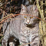 Aluno a rejoint le concours — aidez-le/la à gagner de superbes lots ! cat, tabby, animal, outdoor, nature, wildlife, branches, grass, fur, eyes, predator, mammal, whiskers, stripes, focus, sunlight, shadow, tree, bush, closeup