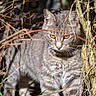 cat, tabby, animal, outdoor, nature, wildlife, branches, grass, fur, eyes, predator, mammal, whiskers, stripes, focus, sunlight, shadow, tree, bush, closeup