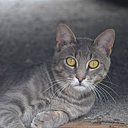 Aluno participe au concours pour gagner de l'argent avec cette photo : animal, cat, close_up, curious, ears, feline, gray_cat, laying_down, metal_surface, muzzle, natural_light, outdoor, paw, pet, portrait, relaxed, tabby, texture, whiskers, yellow_eyes
