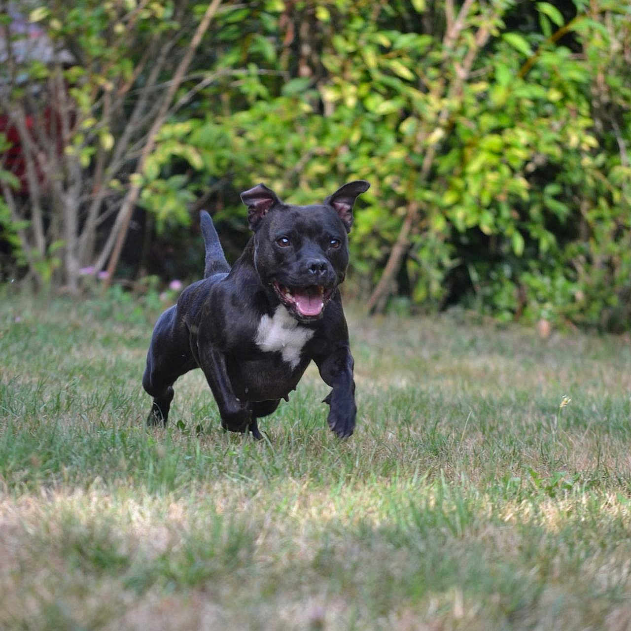 Vaiana
