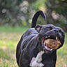 Vaiana participe au concours pour gagner de l'argent avec cette photo : active, animal, ball, black_dog, canine, closeup, daylight, dog, fun, grass, happy, motion, mouth_open, nature, outdoor, pet, playful, running, tail_up, white_patch