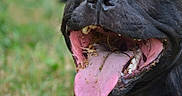 Vaiana participe au concours pour gagner de l'argent avec cette photo : animal, black_dog, canine, close_up, dirty, dog, fun, grass, happy, lying_down, nature, outdoor, pet, playful, smiling, summer, tongue, tongue_out, tongue_out_smile, white_chest