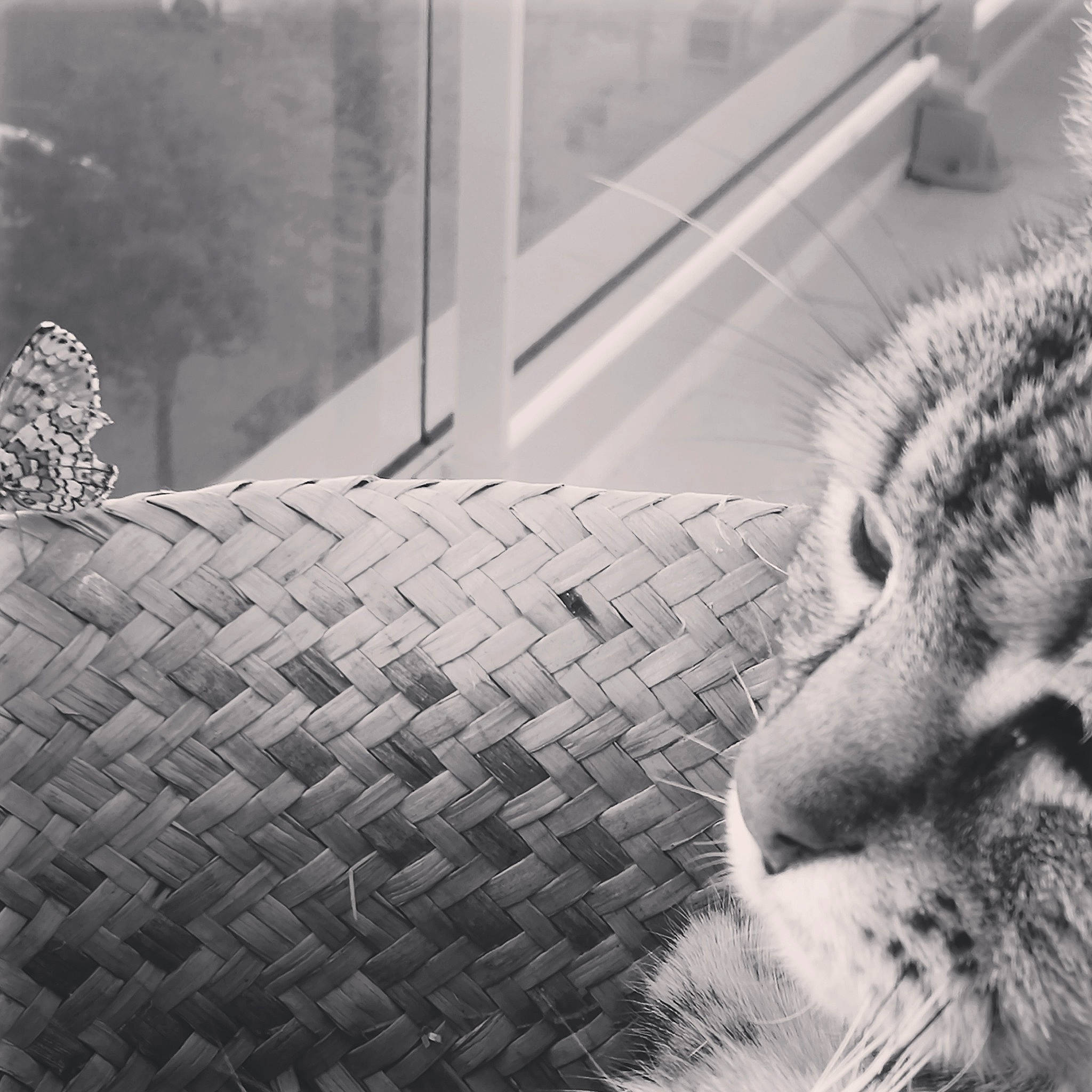 Princesse a rejoint le concours — aidez-le/la à gagner de superbes lots ! black, black_and_white, carnivore, felidae, flooring, grey, line, mammal, monochrome, monochrome_photography, pattern, photograph, small_to_medium_sized_cats, snapshot, style, terrestrial_animal, tints_and_shades, vertebrate, whiskers, wood