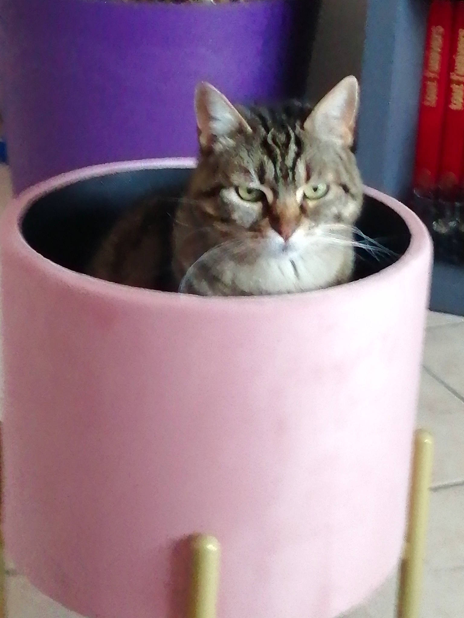 Princesse a rejoint le concours — aidez-le/la à gagner de superbes lots ! animal_feed, bowl, box, carnivore, cat, cat_supply, dishware, domestic_short_haired_cat, drinkware, felidae, fur, kitchen_utensil, paw, pet_supply, photo_caption, serveware, small_to_medium_sized_cats, tableware, terrestrial_animal, whiskers