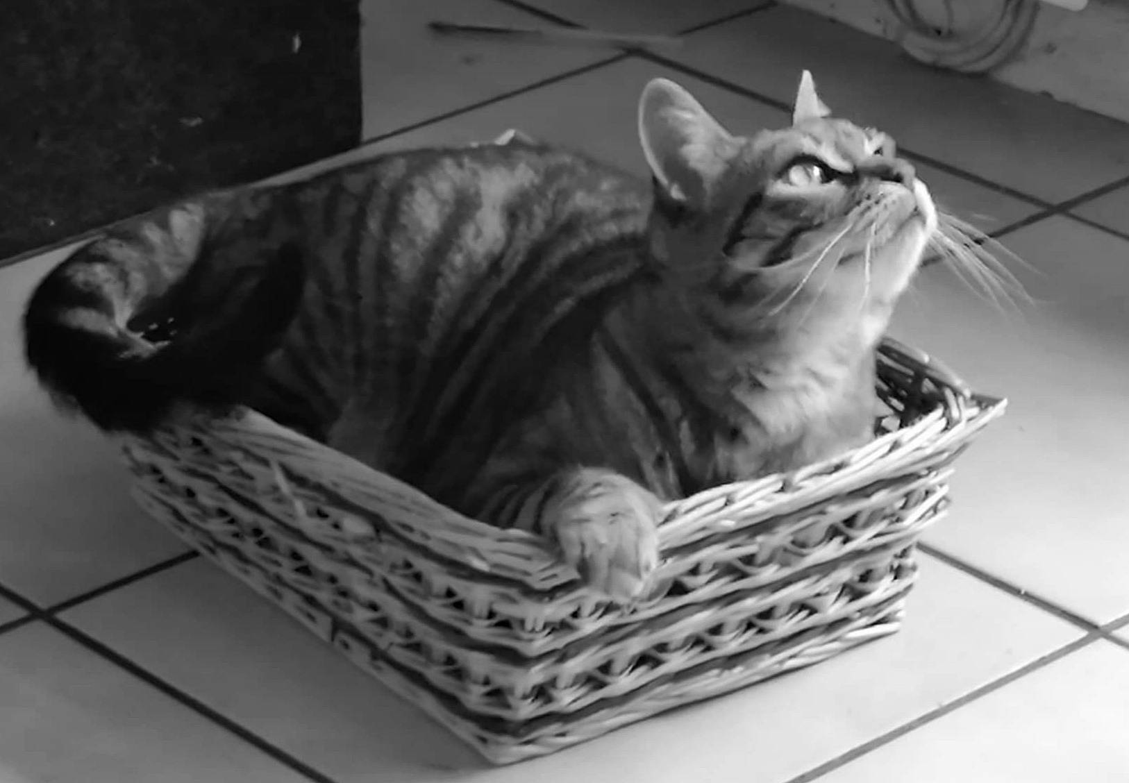 Princesse participe au concours pour gagner de l'argent avec cette photo : basket, black_and_white, carnivore, cat, comfort, domestic_short_haired_cat, felidae, fur, grass, grey, monochrome, monochrome_photography, sitting, small_to_medium_sized_cats, storage_basket, tail, terrestrial_animal, whiskers, wicker, wood