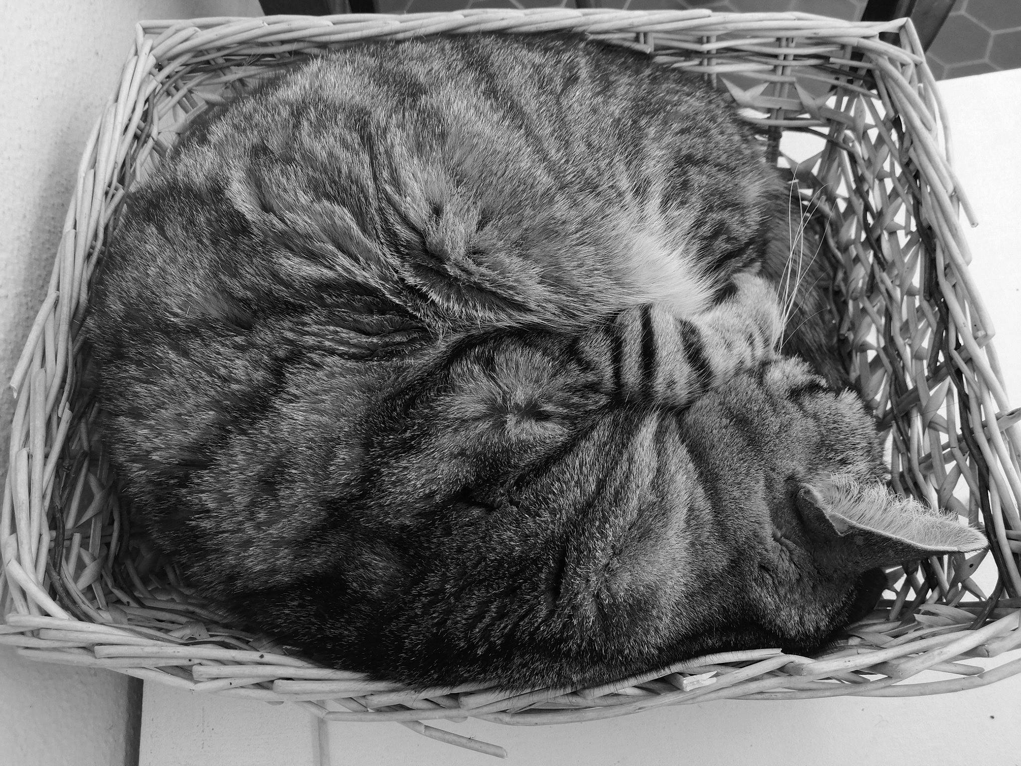 Princesse a rejoint le concours — aidez-le/la à gagner de superbes lots ! animal_shelter, art, carnivore, cat, comfort, domestic_short_haired_cat, drawing, felidae, fur, grey, monochrome, monochrome_photography, nap, pet_supply, small_to_medium_sized_cats, snout, tail, thread, visual_arts, whiskers