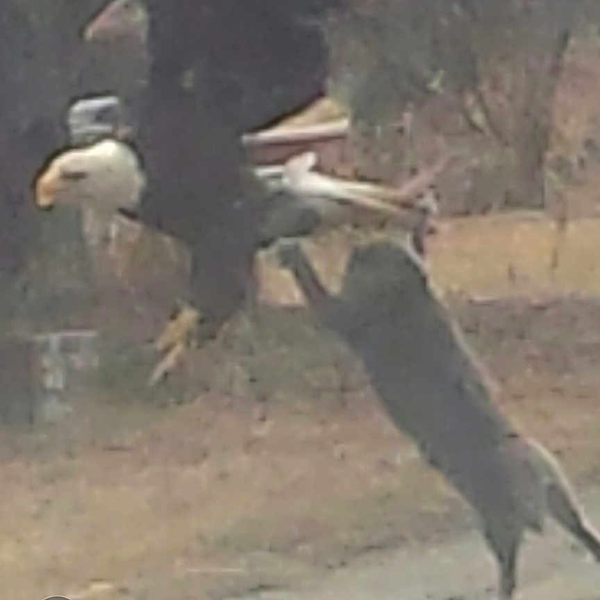 El Guido is registered to the contest to win money with this photo: action, animal, bird, blur, dirt_road, dog, eagle, flying, grass, interaction, jumping, leaping, motion, nature, outdoor, predator, prey, sky, tree, wildlife