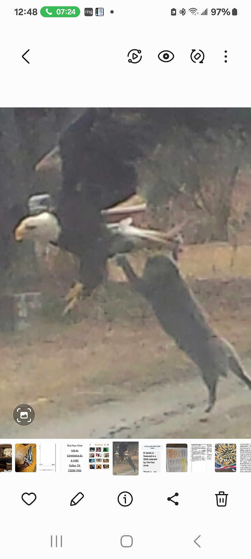 El Guido is registered to the contest to win money with this photo: action, animal, bird, blur, dirt_road, dog, eagle, flying, grass, interaction, jumping, leaping, motion, nature, outdoor, predator, prey, sky, tree, wildlife