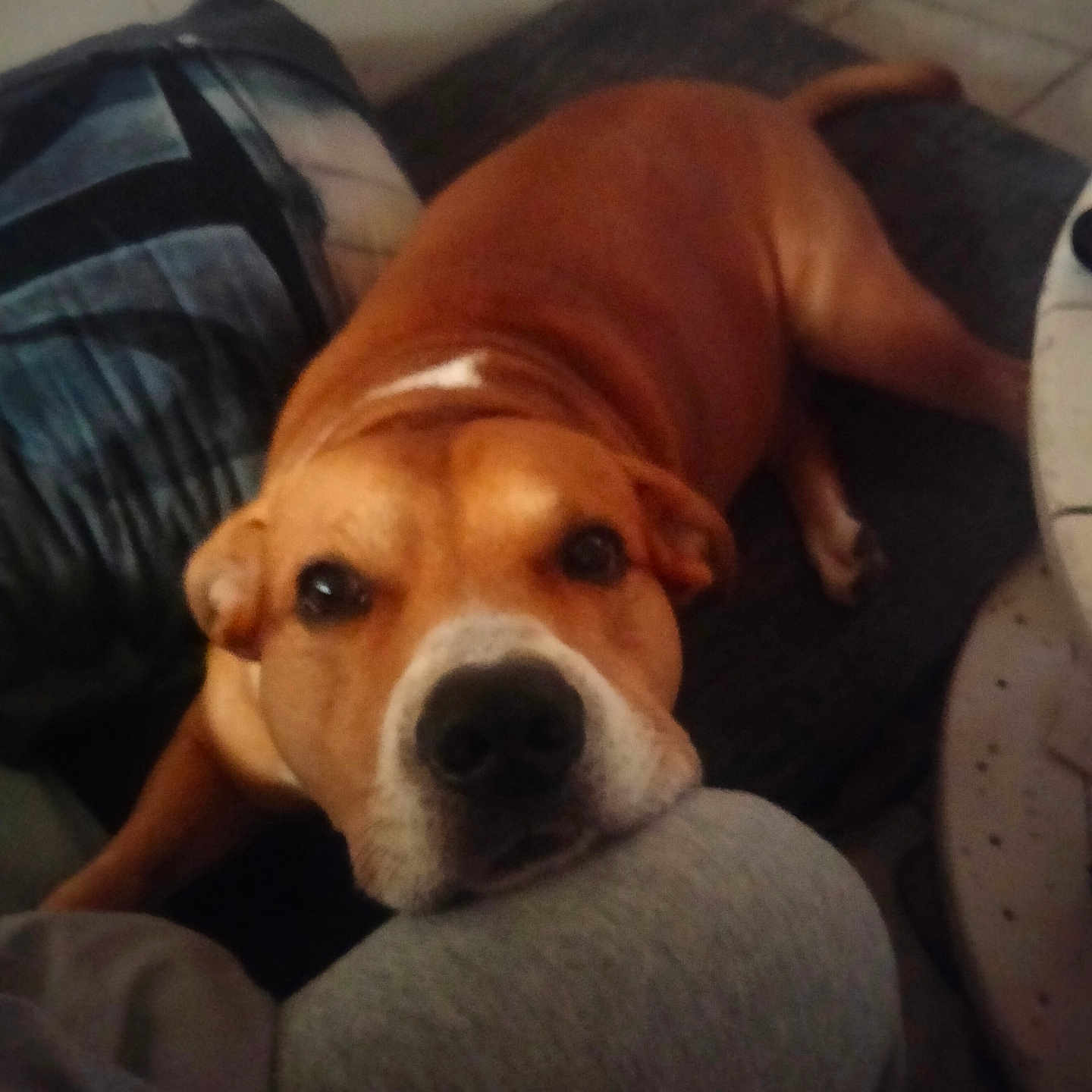 Reborn participe au concours pour gagner de l'argent avec cette photo : dog, brown, white, pet, canine, resting, indoor, cushion, floor, tile, closeup, looking, head, paw, cozy, companion, animal, friend, kneeling, domestic