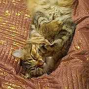 Ticoeur participe au concours pour gagner de l'argent avec cette photo : cat, tabby, fluffy, sleeping, relaxed, pet, animal, feline, cozy, blanket, textured, glitter, gold, paws, fur, indoor, cute, resting, lying_down, whiskers