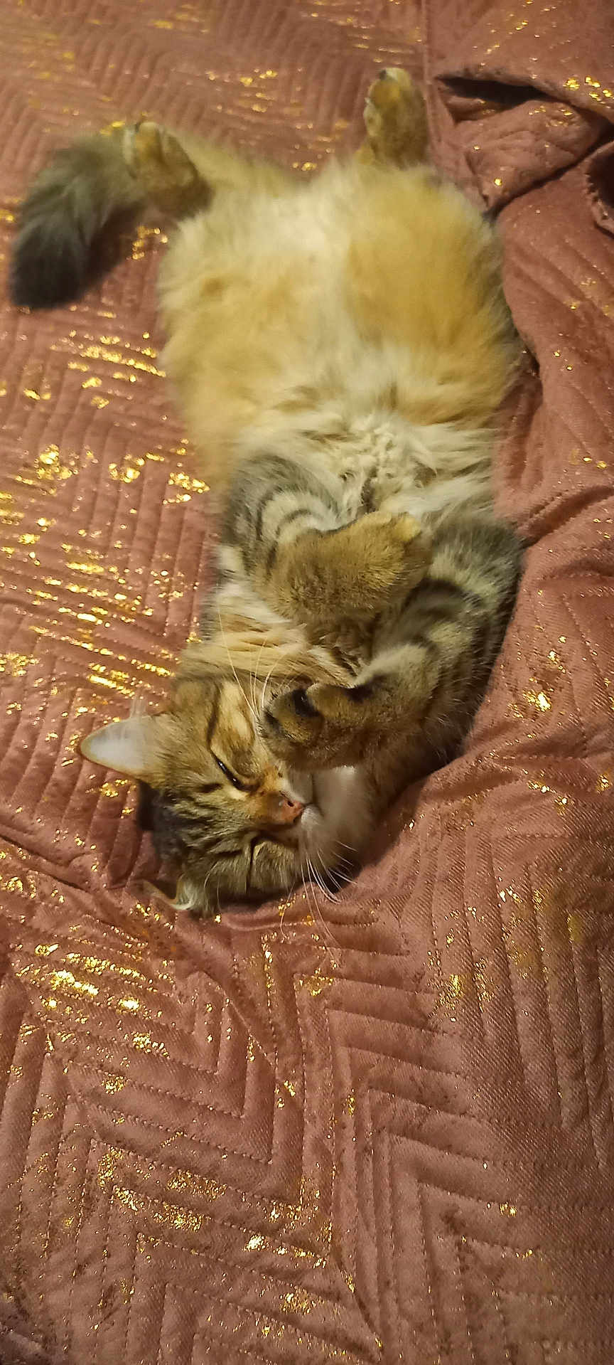 Ticoeur participe au concours pour gagner de l'argent avec cette photo : cat, tabby, fluffy, sleeping, relaxed, pet, animal, feline, cozy, blanket, textured, glitter, gold, paws, fur, indoor, cute, resting, lying_down, whiskers