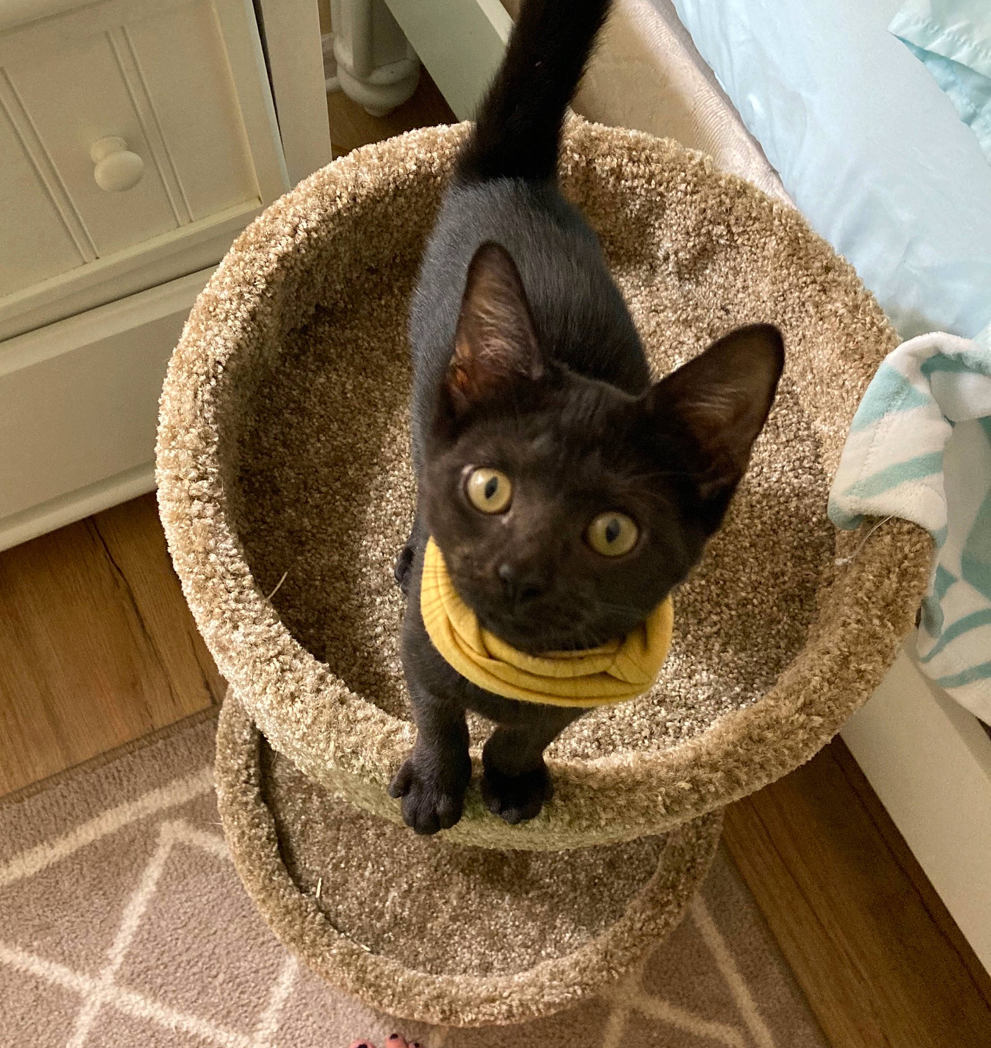 Xena is registered to the contest to win money with this photo: black_cat, cabinetry, carnivore, cat, cat_supply, chest_of_drawers, comfort, cupboard, domestic_short_haired_cat, drawer, dresser, felidae, flooring, fur, grey, small_to_medium_sized_cats, snout, tail, whiskers, wood