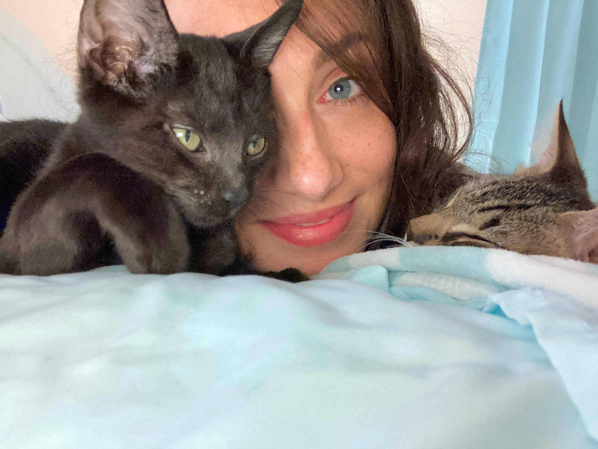 Xena joined the competition — help win amazing prizes! carnivore, cat, comfort, curtain, domestic_short_haired_cat, ear, eye, fawn, felidae, fur, gesture, happy, iris, mammal, sitting, small_to_medium_sized_cats, smile, snout, vertebrate, whiskers