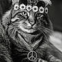 cat, black_and_white, portrait, sunglasses, flower_crown, peace_sign, bandana, tabby_cat, whiskers, close_up, cute, pet, animal, furry, fashion, accessory, relaxed, indoor, muzzle, ears