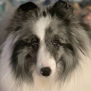 Ingrid is registered to the contest to win money with this photo: dog, shetland_sheepdog, pet, animal, fur, portrait, close_up, fluffy, cute, domestic_animal, mammal, eyes, nose, face, whiskers, ears, long_hair, indoor, calm, adorable