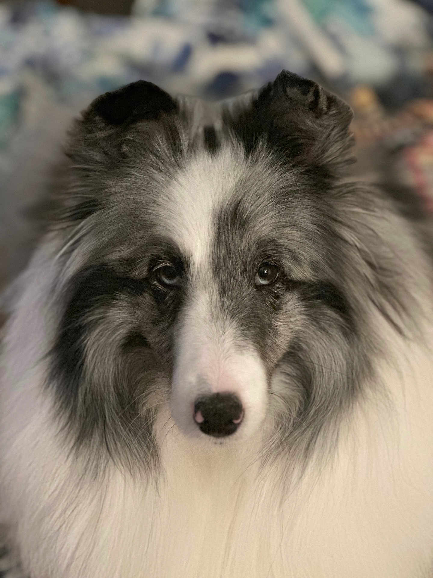 Ingrid is registered to the contest to win money with this photo: dog, shetland_sheepdog, pet, animal, fur, portrait, close_up, fluffy, cute, domestic_animal, mammal, eyes, nose, face, whiskers, ears, long_hair, indoor, calm, adorable