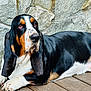 dog, basset_hound, pet, animal, outdoor, wooden_deck, stone_wall, tricolor, long_ears, lying_down, fur, canine, mammal, domestic_animal, close_up, resting, paw, snout, portrait, companion