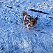 Hip-Hop a rejoint le concours — aidez-le/la à gagner de superbes lots ! animal, canine, clothing, cold, curious, cute, daylight, dog, footprints, fur, ground, jacket, nature, outdoor, pet, small_dog, snow, tire_tracks, walking, winter