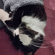 Minette participe au concours pour gagner de l'argent avec cette photo : cat, black_and_white, sleeping, whiskers, blanket, cozy, fur, pet, indoor, resting, closeup, nap, soft, cute, animal, feline, relaxed, comfort, domestic_cat, bed