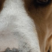Caramel a rejoint le concours — aidez-le/la à gagner de superbes lots ! dog, close_up, nose, eye, fur, animal, pet, whiskers, brown, white, curious, friendly, muzzle, indoor, portrait, canine, snout, macro, texture, face