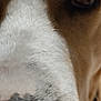 dog, close_up, nose, eye, fur, animal, pet, whiskers, brown, white, curious, friendly, muzzle, indoor, portrait, canine, snout, macro, texture, face