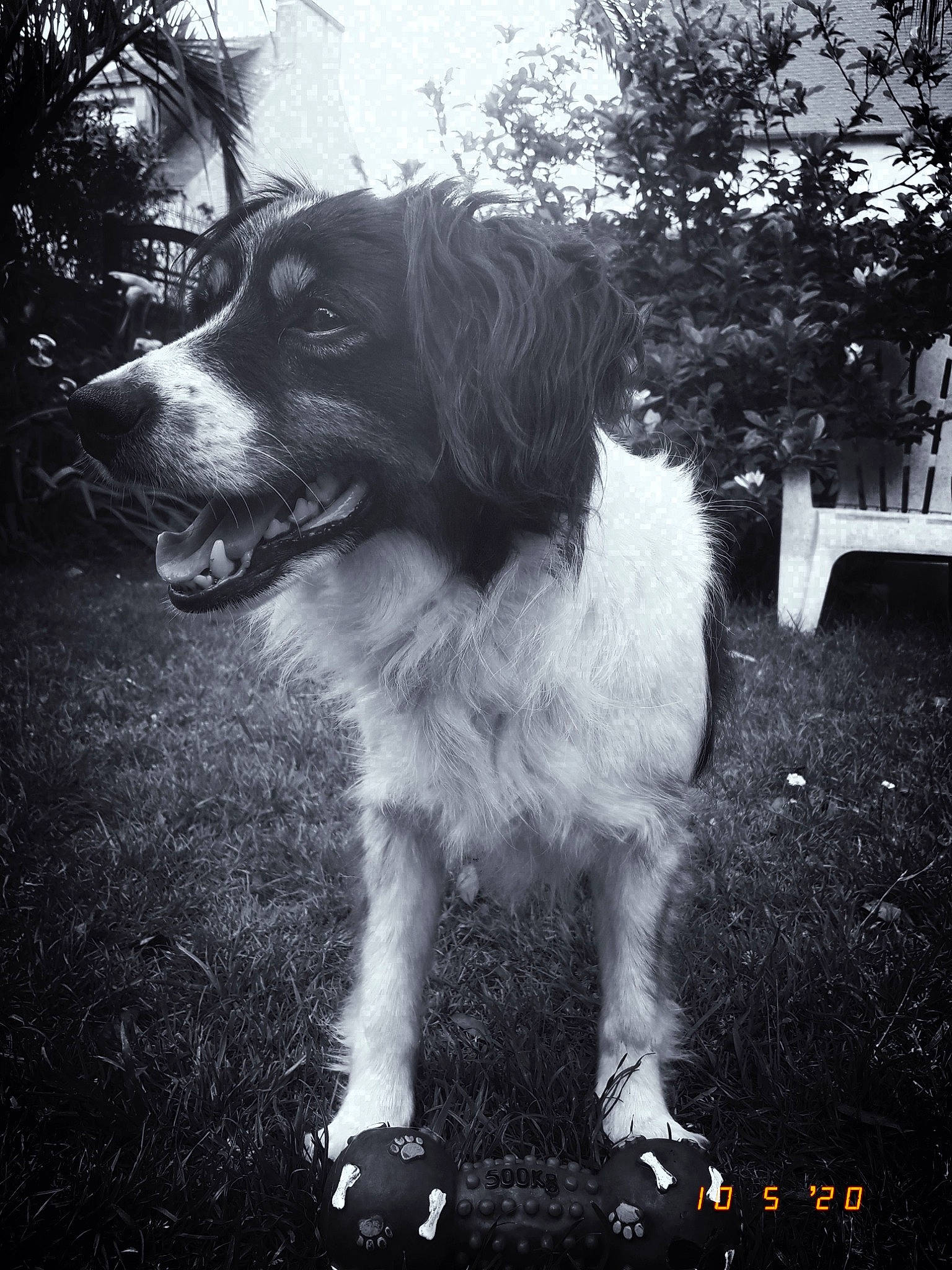 Triskel a rejoint le concours — aidez-le/la à gagner de superbes lots ! black_and_white, canidae, carnivore, companion_dog, darkness, dog, dog_breed, fur, grass, gun_dog, monochrome, monochrome_photography, plant, snout, sporting_group, style, tints_and_shades, tree, whiskers, working_dog