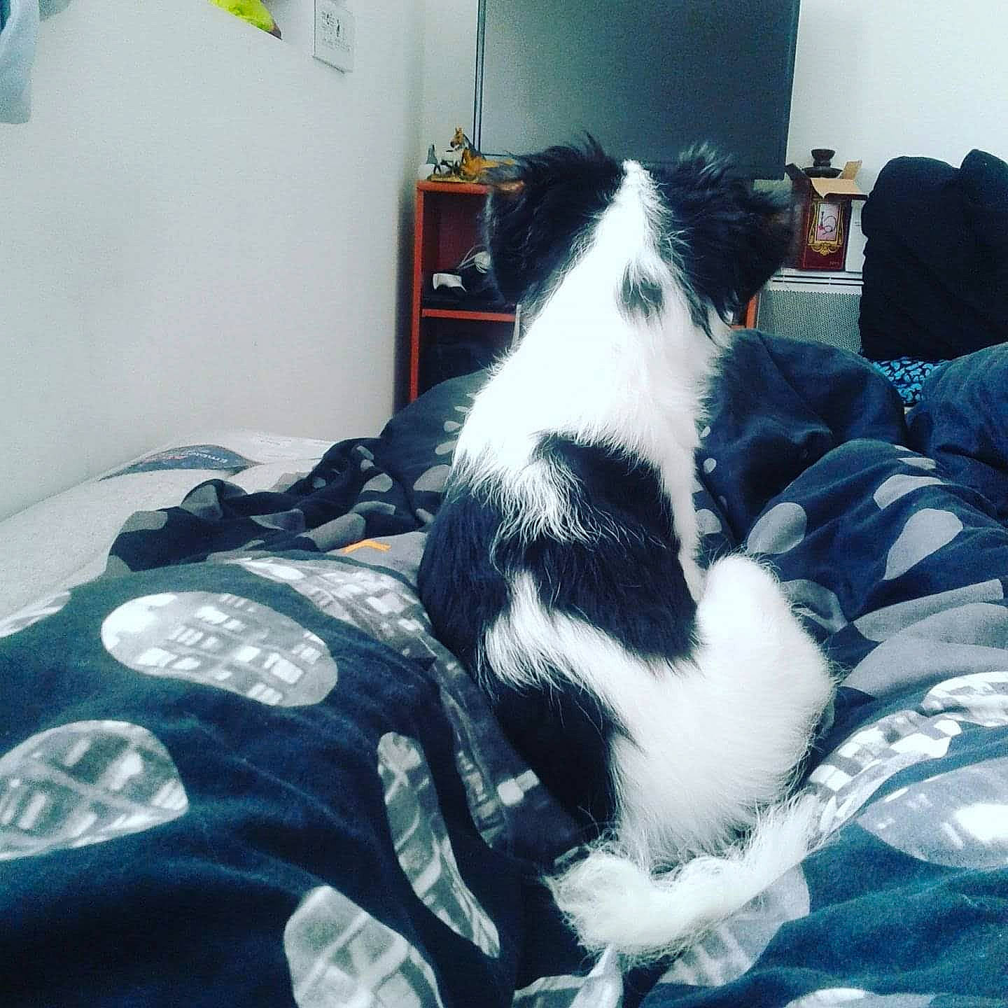 Triskel participe au concours pour gagner de l'argent avec cette photo : bedding, carnivore, chair, comfort, companion_dog, dog, dog_breed, duvet, electric_blue, felidae, flooring, fur, linens, nap, pattern, picture_frame, room, small_to_medium_sized_cats, tints_and_shades, working_animal