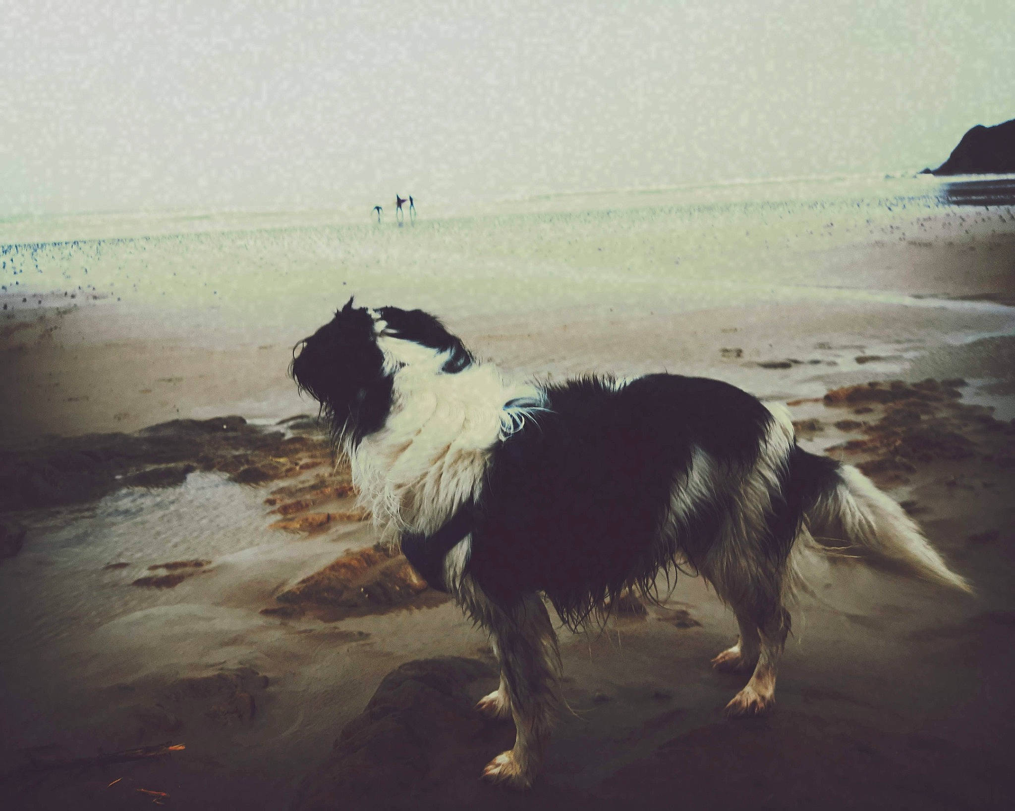 Triskel participe au concours pour gagner de l'argent avec cette photo : beach, calm, carnivore, coast, coastal_and_oceanic_landforms, companion_dog, dog, dog_breed, happy, herding_dog, horizon, meteorological_phenomenon, shore, sky, tints_and_shades, vertebrate, water, wave, wind, wind_wave